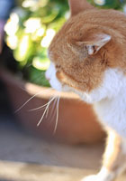 猫4