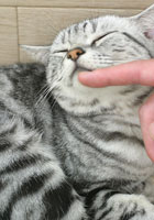 猫3