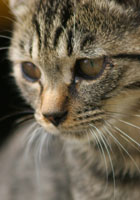 爪とぎも子猫のうちに