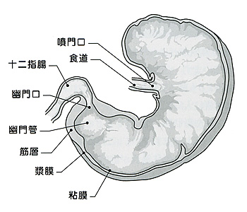 ウサギの胃の模式図