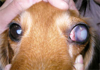 緑内障となって眼球が拡大（牛眼）した左眼 