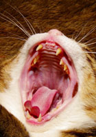 猫の口内炎について