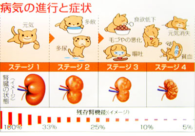 腎臓 病 に 強い 動物 病院 東京