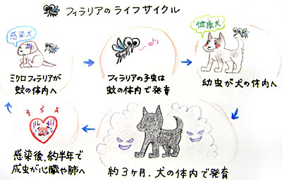 フィラリアのライフサイクル