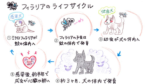 フィラリアのライフサイクル
