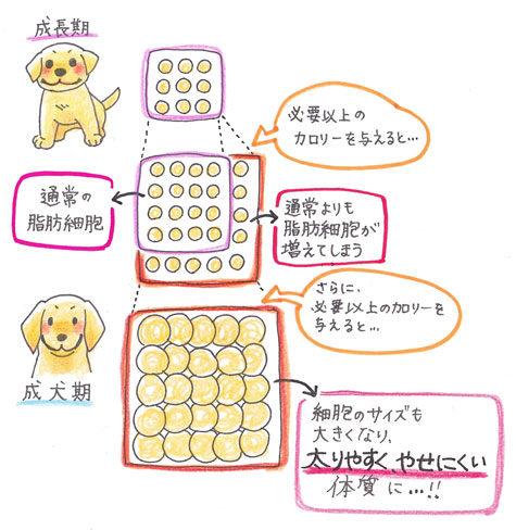 脂肪細胞の数
