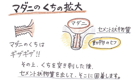 マダニのくちの拡大図